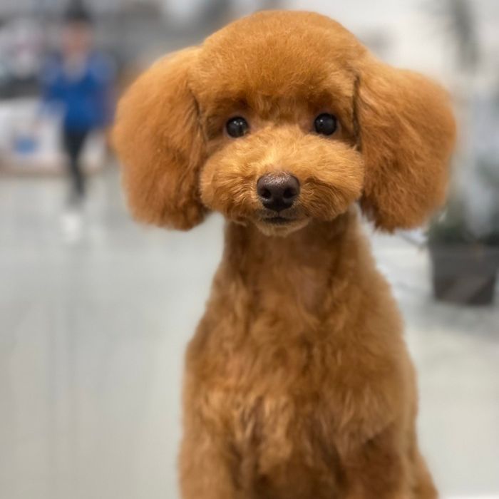 Bygorri Poodles peluqueria