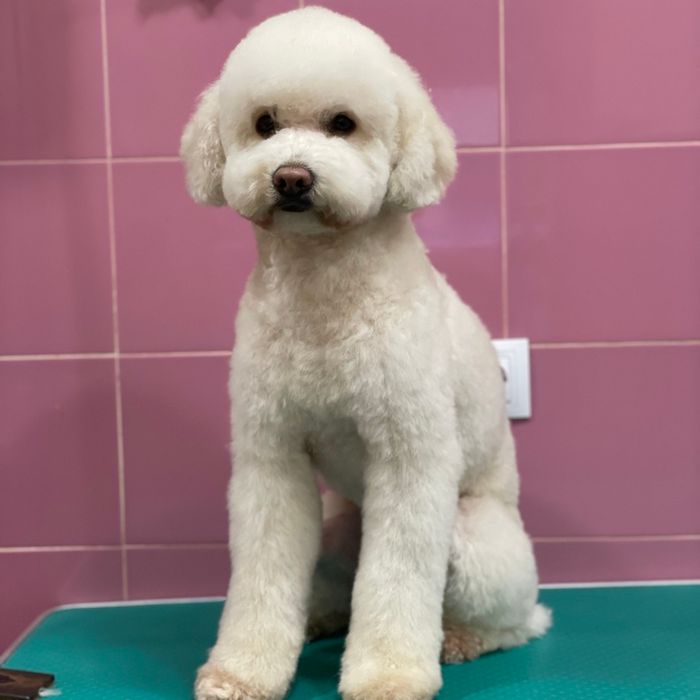 Bygorri Poodles peluqueria