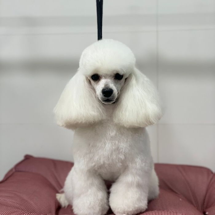 Bygorri Poodles peluqueria