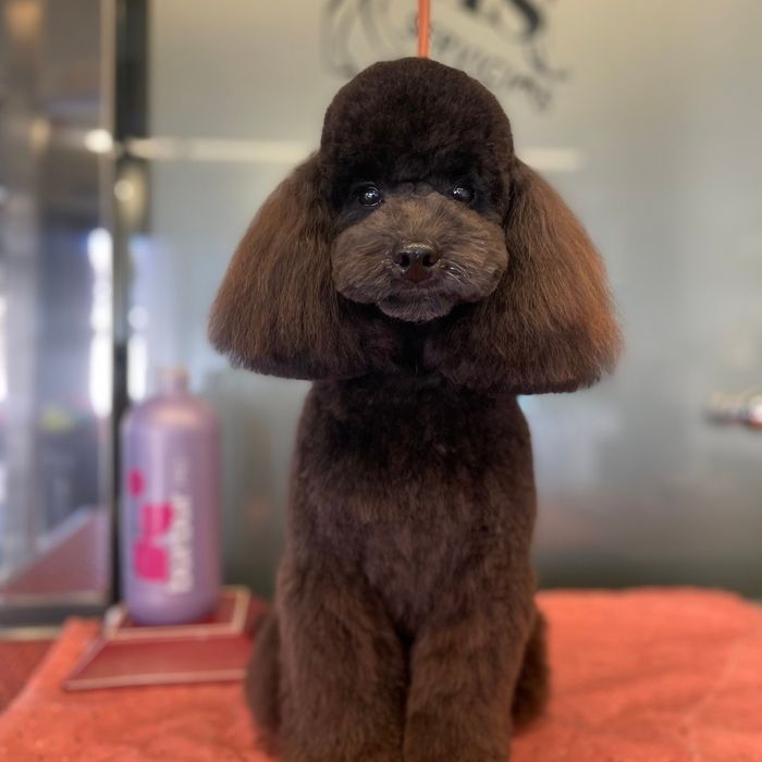 Bygorri Poodles peluqueria