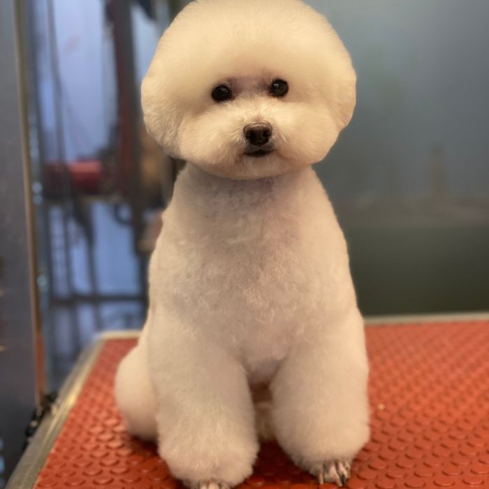 Bygorri Poodles peluqueria