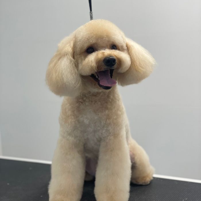 Bygorri Poodles peluqueria