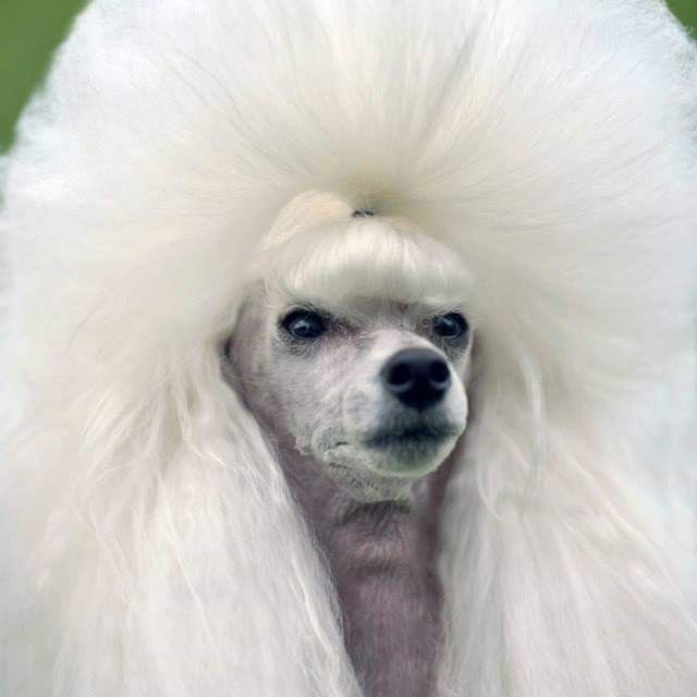 Bygorri Poodles perro blanco